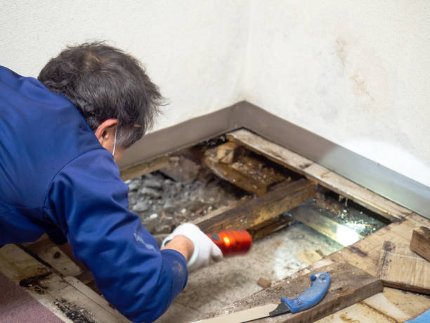 Best Home Mold Removal  in Piqua, OH