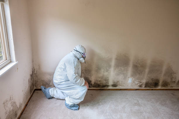 Best Mold Remediation  in Piqua, OH