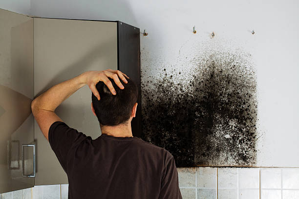 Mold Testing and Removal in Piqua, OH