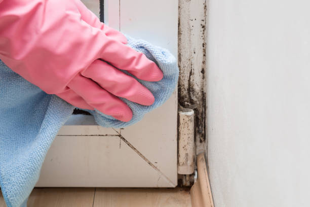 Best Toxic Mold Removal  in Piqua, OH