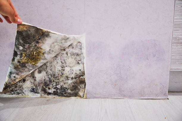 Best Same-Day Mold Removal  in Piqua, OH